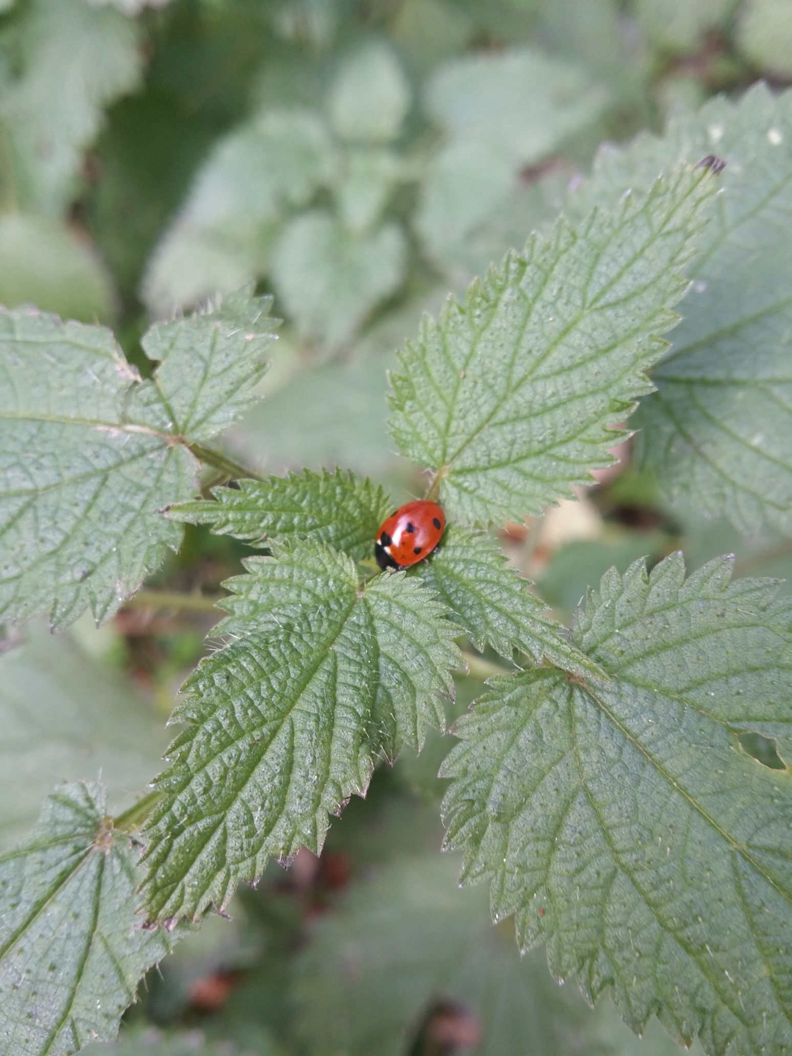 late ladybug