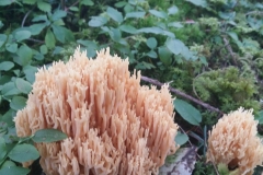 fancy mushroom