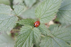 late ladybug